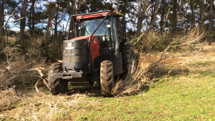 Clearing willow scrub